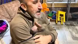 Владик сначала пол-часа бегает за Люсей, потом 5 минут обнимается! А у Люси РОСТУТ КЛЫКИ!!!