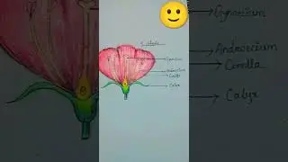 Flower of 4 whorls and it's work 👍