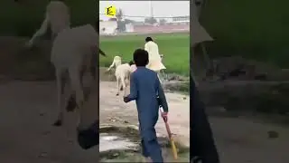 🐶 