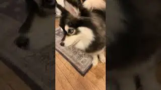 We need cash #funny #dog #husky #cute #pets #puppy #pomskydog #pomskies #pomsky