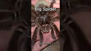 small animals to big animals #AnimalGrowth #fromtinytogiant #smallesttobiggest #smalltobig