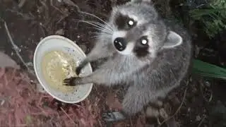 Raccoon🦝Blues #wildlife #soflo #feralcats🐈🦝
