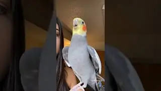 Cockatiel Sings After His Human Gives Him A Kiss #bird #cockatiel #parrot #yumyumthetiel