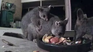 Brushtail Possum with Joey and Swamp Wallaby