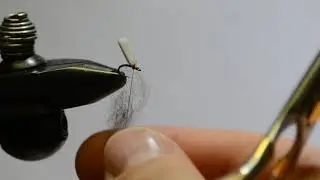 Chocolate Midge