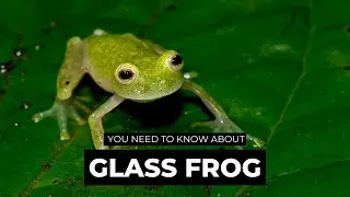 The Glass Frog&mdash;The Invisible Jewel of the Rainforest 🐸💎 | The Wise Hub #shorts #animals #wildlife