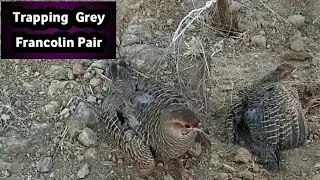 Teetar Trap | Teetar pakadne Ka tarika
