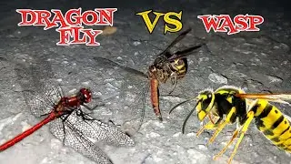 Hornet(wasp) vs Dragonfly Who win? Survival of fittest