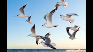 Seagulls Chirping at the Beach Relaxing sound!! (1 hour) audio only!