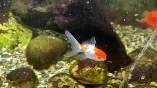 Fantail Goldfish Eating Brine Shrimp