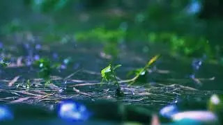 want me to stay - mini trees (slowed + reverb with lyrics)