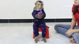 Dodoo Wear New Outfit Sitting On Chair Drink Milk Like Hum@nKid