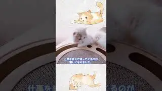 [Nyan diary]ep3:The Cutest Moments of Cat Parenthood #shorts #猫のいる暮らし #子猫 #catvideos