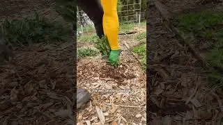 Pulling out weeds is a necessary task in the garden but be sure to research what they are! #shorts