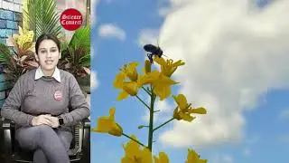 POLLINATION: An Essential Ecosystem Service. #pollination #pollinators #insects #biodiversity
