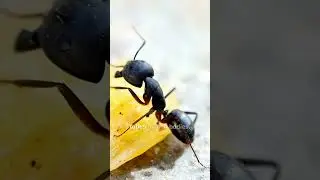 Ants Lifting Weight Far Beyond Their Own: How These Tiny Titans Defy Gravity