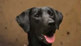 Gorgeous Cute Black Lab Rescue Little Alex Shows off for the Talent Hounds Auditions