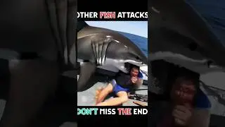 Fish attack human 😲 #shorts #animalclips #viralshorts #trendingshorts