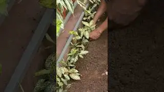 Live stories | Making garden border | dracenia golden milky green #houseplants #outdoorplants