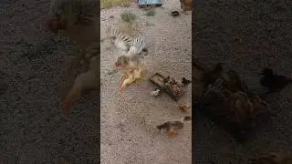 Mother hen attacks duck and chicken to protect her chicks