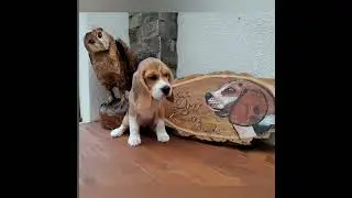 Beagle Army  My story Begins 💗