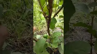 marcot na Guava-Apple