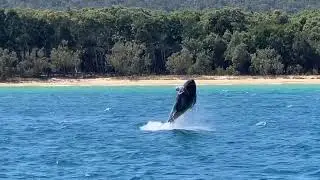 Whales Tangalooma Moreton Island