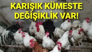 LİGORİN KÜMESİNDE SAYIM VAR. TAVUK SAYISI İYİCE AZALDI