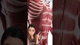 M&uacute;sculos do abd&ocirc;men!