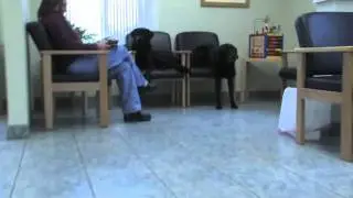 Burlington Emergency & Veterinary Specialists Hospital Tour
