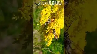 Heuschrecken Sandwespe Heuschreckensandwespe Sphex funerarius / rufocinctus #insects #insekten