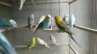 🛒 安いのに効果バツグン 日本で買えるインコ小物