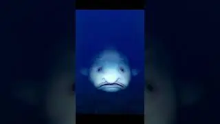 river of sorrow- bongfish