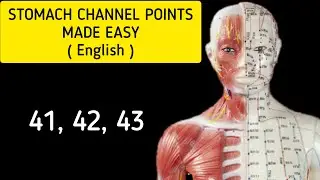 Stomach Channel Points - Stomach 41, 42, 43 (English)