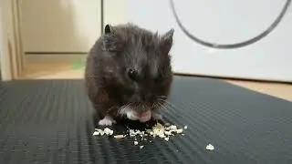 じっくりかぼたね