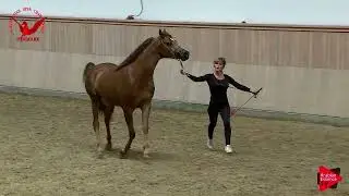 Scandinavian 2019 - AJF Amateur - Geldings (Class AA39)