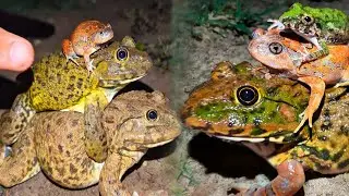 Frog jumping in night | catching frogs At night