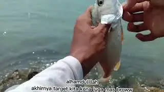 mancing dasaran dapat ikan blama/gulama babon😱😱