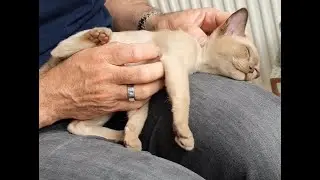 Scratches Forever! 🥰 More Bonding on First Day 💕 MILLIE and MABEL - Burmese Kittens