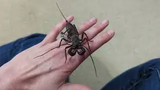 Holding a Vinegaroon (Whip Scorpion)