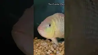 Young male Red Terror that went out#RedTerror #redterrorcichlid #Mesoheros #festae #cichlid