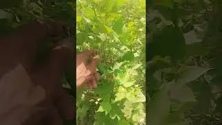 cotton 🥰 Field #villagelife #fieldvideo