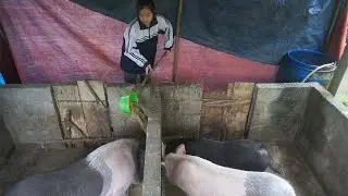 Feeding the pigs and a peaceful day in the garden - Making kimchi vegetables