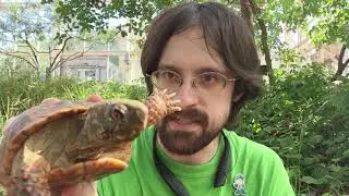 Learn all about Ornate Box Turtles!