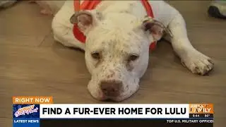 Heat Related Pet Deaths on the Rise