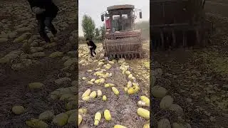 Crushing cantaloupe into feed fast & efficient animal feed processing
