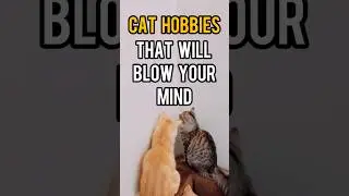 FUNNY CAT HOBBIES You Won&rsquo;t Believe 😹 #shorts #cat #youtubeshorts