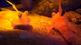 ベニテグリ　沼津港深海水族館に行って来ました！2017年3月18日　00023