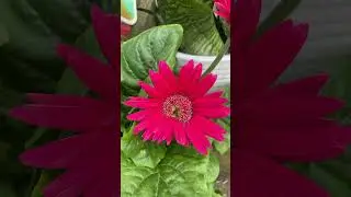 Yo necesito de ti #musica #flowers #adoraci&oacute;n