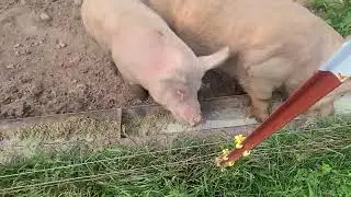Feeding Raw Milk to Hogs